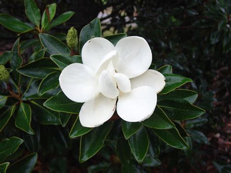 The recently released compact evergreen magnolia grandiflora 'teddy bear' is a popular choice, with glossy rounded leaves and large white blooms. Magnolia grandiflora 'Little Gem' | Kiefer Nursery: Trees ...