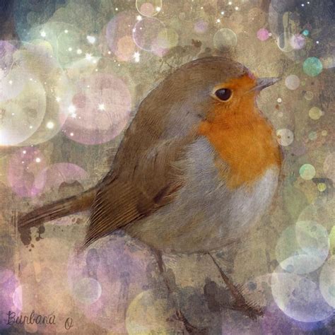 Robin Redbreast Clickasnap Robin Redbreast Art Bird Art