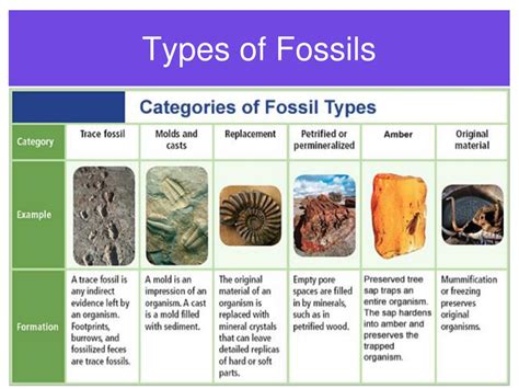 Types Of Fossils Chart