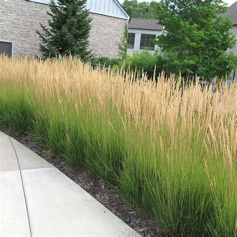 Karl Foerster Feather Reed Grass Makes The Perfect Long Blooming Hedge