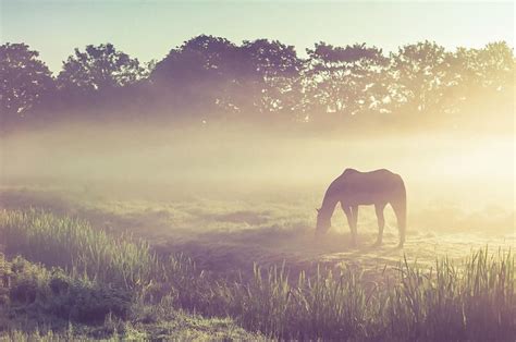 Misty Morning On The Dutch Field By Jenny Rainbow Acrylic Prints Art