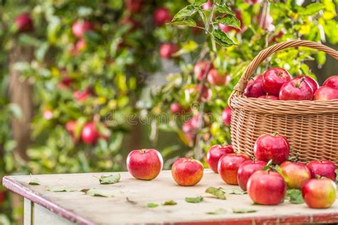 Fresh Ripe Red Apples In Wooden Basket On Garden Table Stock Image