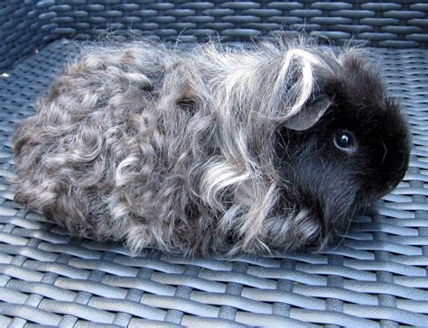 Curly Haired Guinea Pigs Home Interior Design