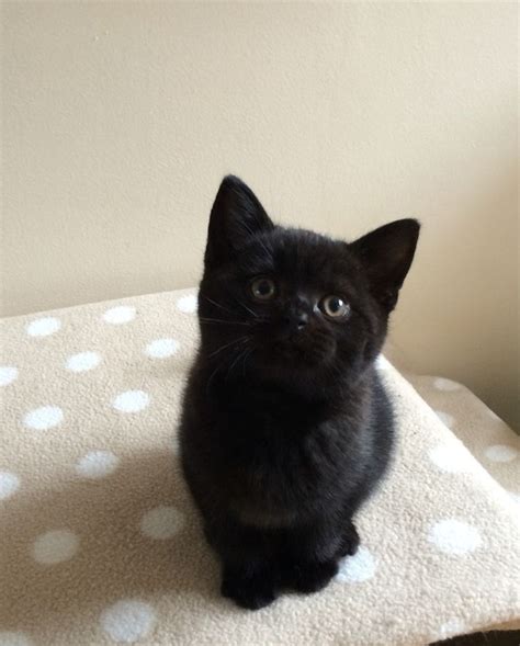 British Shorthaired Black Kitten 8 Weeks British Shorthair Ideas Of