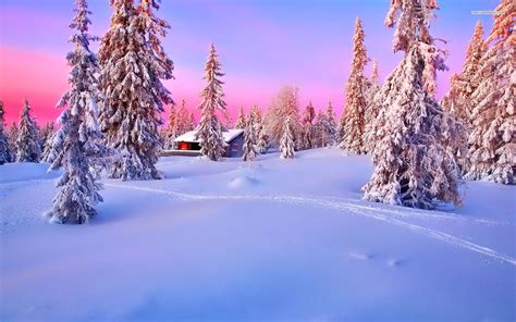 Winter Woods Wallpapers Top Free Winter Woods Backgrounds