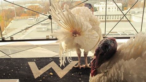 gobbler and cobbler 2012 s pardoned turkeys stay at luxurious w hotel photos huffpost dc