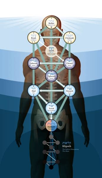 Hair that grows down the sides of a man's face in front of his ears. The Tree of Life Is Placed On The Back Of The Human Body By Sabrina Reber