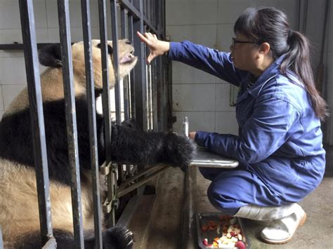 Captive Giant Pandas Living Longer Need More Care The Columbian