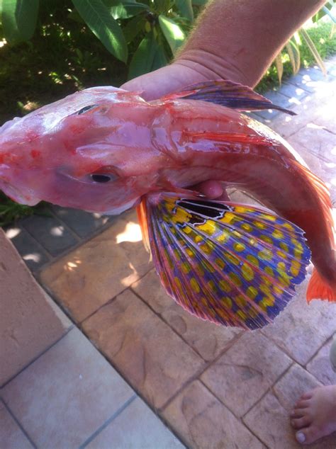 What Is This Fish Half Pig Half Dragon Bluefin Gurnard Also