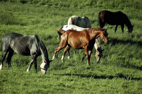 Causes Of Red Urine In Horses Reviewed The Horse