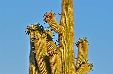 Finding Arizona Red Flowers Of The Saguaro Cactus