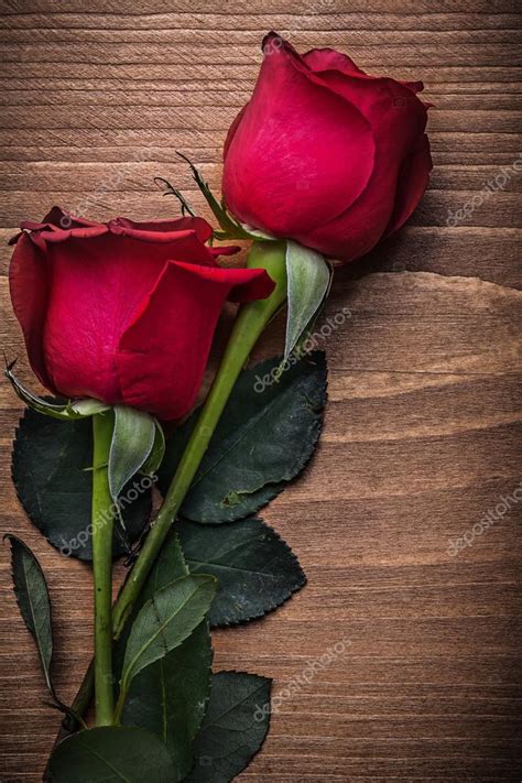 ¡repartimos flores frescas y felicidad en más de 100 países! dos rosas rojas — Fotos de Stock © mihalec #92641856
