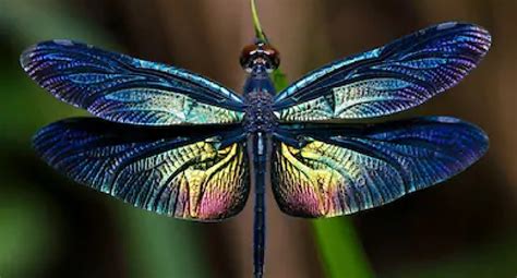 Attracting dragonflies to your garden and backyard requires planting a diverse array of plants. Dragonflies Eliminate Mosquitoes - This Is How To Attract ...