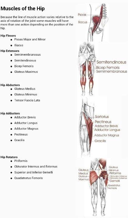 Movement at the hip is similar to that of the shoulder joint, but due to muscles in the gluteal group are superficially located and act mainly to abduct and extend the thigh at the hip. Muscles of the hip and their actions. Repinned by SOS Inc. Resources @SOS Storage & Organisation ...