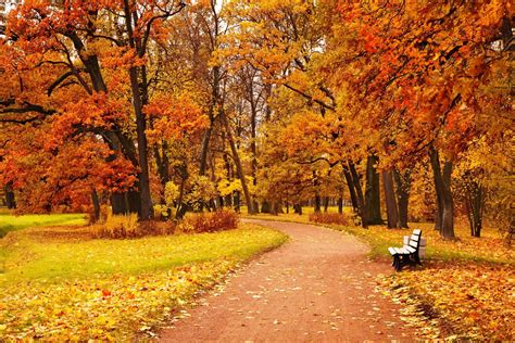 Download Fall Tree Bench Photography Park 4k Ultra Hd Wallpaper