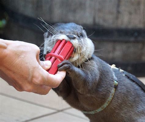 "Don't take it away.....I can eat this!" | Otters cute ...