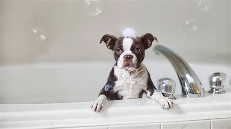 Cadet freestanding tub american standard. The Tricks to Dog Grooming at Home | Martha Stewart