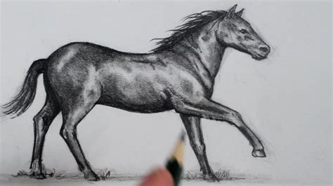 Horse Drawing Easy Realistic Celesta Tolbert