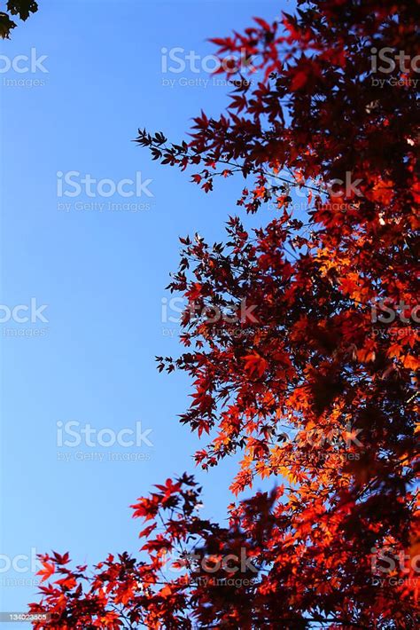 Red Fall Leaves Stock Photo Download Image Now Autumn Colors Leaf