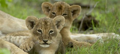Sad when the lion dies but that's what life is all about! Big cat safaris in Africa | Packages & Itineraries ...
