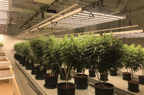 Though choosing the best grow light is a hard work don't worry we may. Increase Yield in Your Commercial Cannabis Grow Room ...