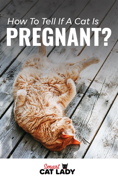 How To Tell If A Cat Is Pregnant Pregnant Cat Cat Care Tips Cat Facts