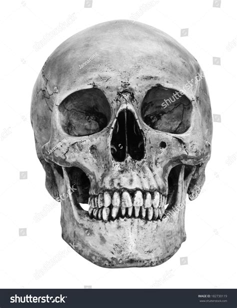 Human Skull Model Isolated On White Background With