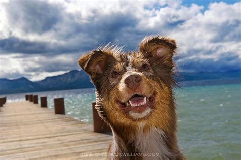 Australian Shepherd Smiles On A Dock At Lake Tahoe Ca Anne Chadwick