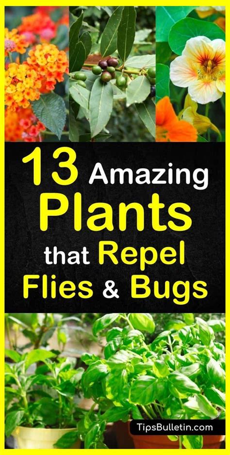 13 Amazing Plants That Repel Flies And Bugs Natural Pest Control