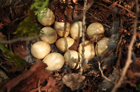 Ruffed Grouse Nest With Eggs Dennis Dalton Flickr