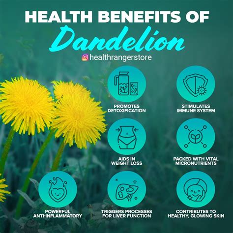 Health Benefits Of Dandelion Dandelion Benefits Health Benefits