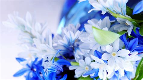 デスクトップ壁紙 フラワーズ 青 綺麗な 工場 フローラ 花弁 陸上植物 開花植物 マクロ撮影 フラワーブーケ ハーブ