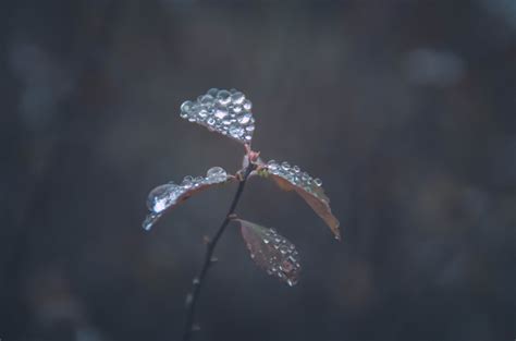 Wallpaper Leaves Flowers Water Nature Rain Branch Calm Frost