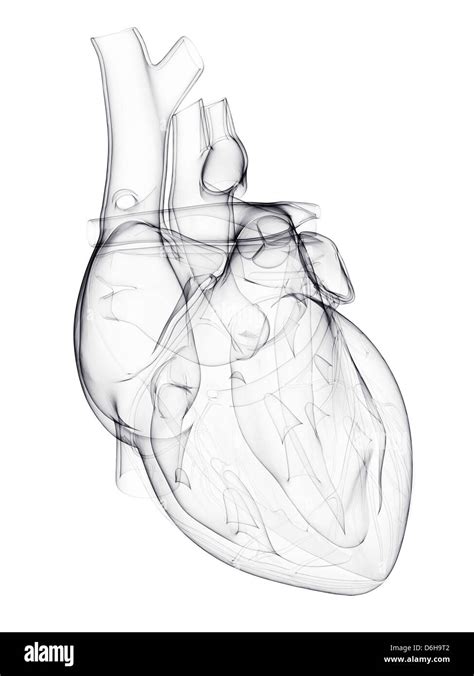 Human Heart Artwork Stock Photo Alamy