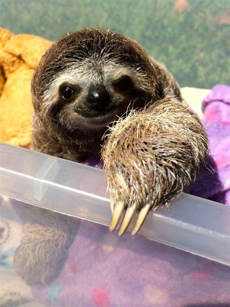 She is a three-fingered sloth, meaning she has three fingers (those