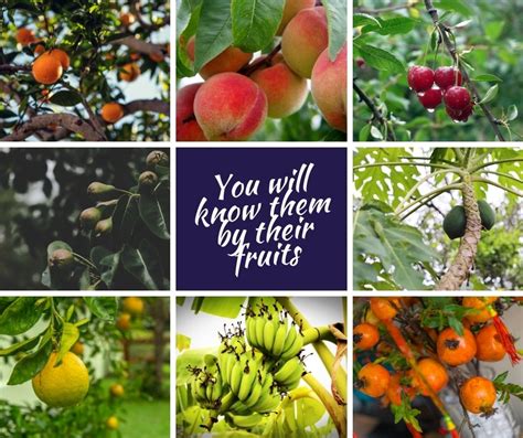 Sermon For March 13 2022 Good Fruit Based Upon Matthew 715 20