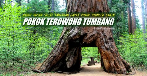 Apabila sebatang pokok tumbang ke arah selatan atau arah utara, di situlah pokok itu akan berada. Selepas 1,000 Tahun, 'Pokok Terowong' di AS Tumbang ...