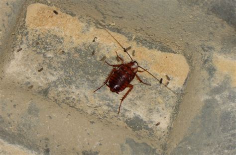 It is assumed that the cockroaches will find the bait and then share it with other cockroaches. How to Get Rid of Cockroaches