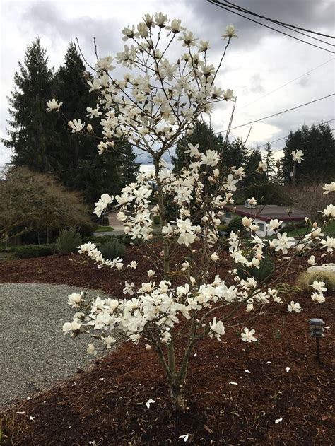 Maybe you would like to learn more about one of these? Hi Reddit what kind of flowering tree is this?? Pacific ...