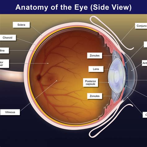 Anatomy Of The Eye Side View Trialexhibits Inc
