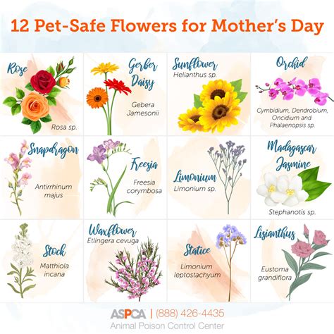 Although commonly assumed to be poisonous to animals, poinsettia plants are not harmful to household pets unless the leaves and bracts are eaten. Mother's Day Bouquets: What's Safe for Pets? | ASPCA