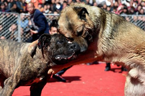 We did not find results for: Dog fighting to the death in China - Mirror Online