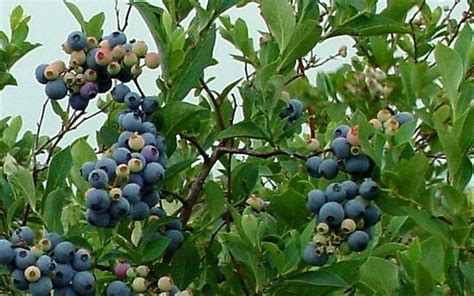 Ochlockonee Rabbiteye Blueberry Grows In Zone 7a · 0° To 5° F Through