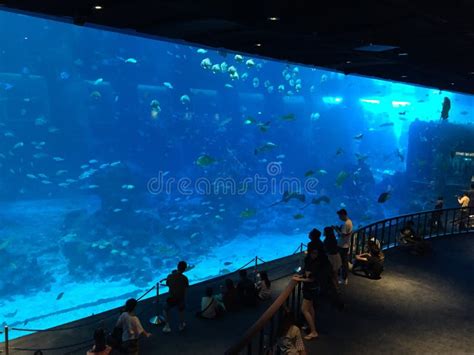 The Marine Life Park Sentosa Singapore Editorial Photography Image