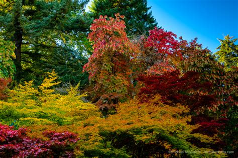 Seattle Arboretum Fall Colors Michael Mcauliffe Photography
