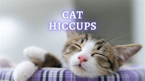 Cat Hiccups Is It Normal For Cats To Hiccup
