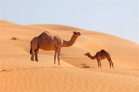 I think it is real because if not such a wide spread hoax will have already expose in the internet. Could camels hold the key to curing Covid-19? | LiveHealthy.ae