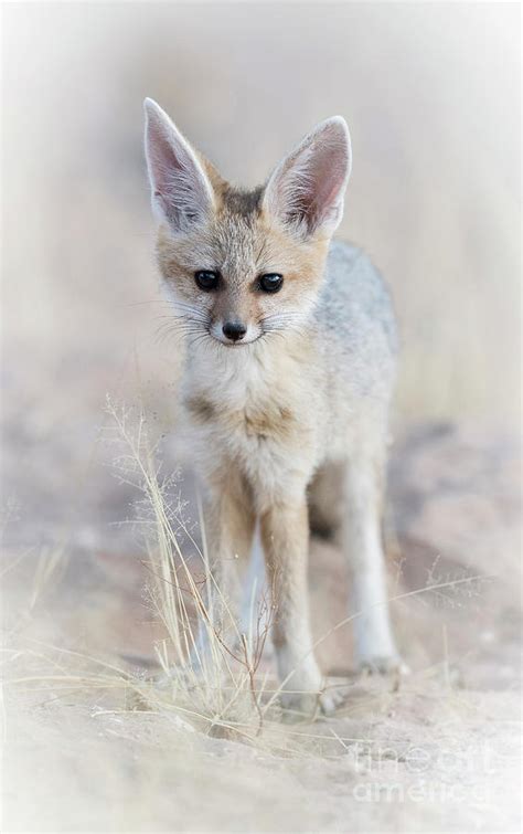Cape Fox Photograph By Tony Camacho Fine Art America