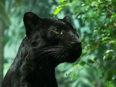 49 Wallpaper Of Black Panther Animal
