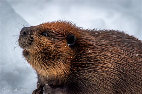 beaver ranua 4 kyuubi foxy flickr